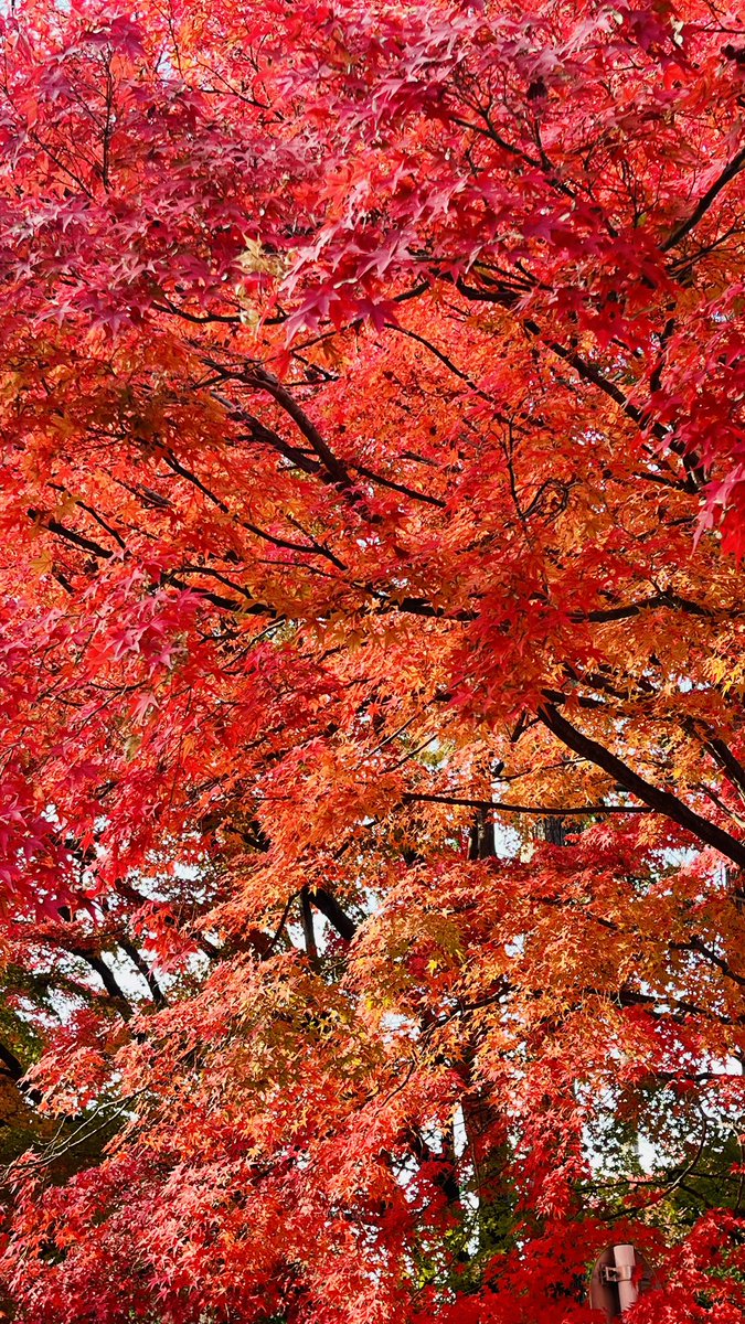 見事な紅葉🍁
脳内BGMはイングヴェイのFire In The Sky。