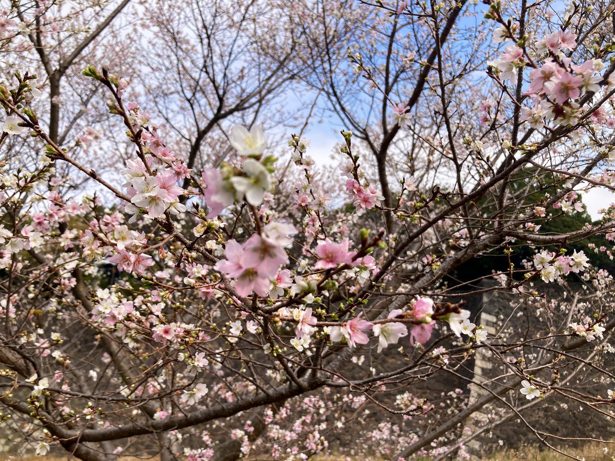 四季桜…🌸 #皇居