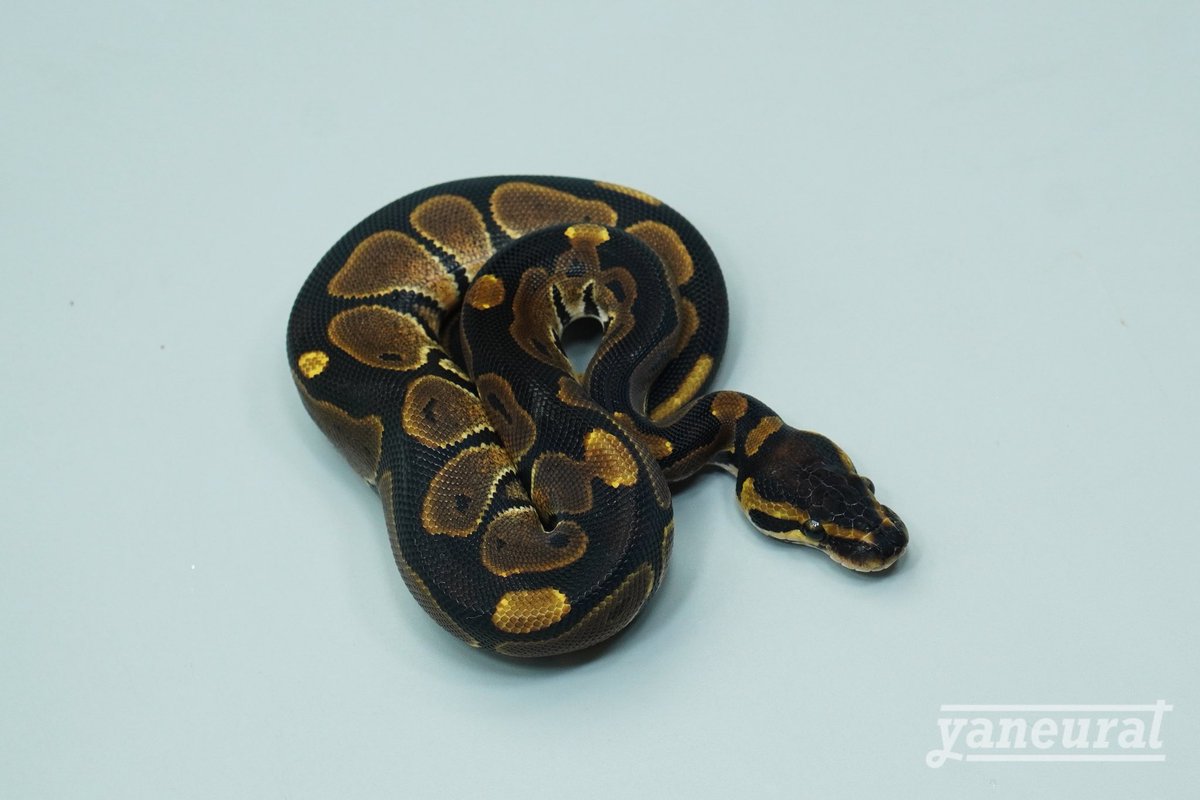 なまこ (@sunameri618) / Posts / X