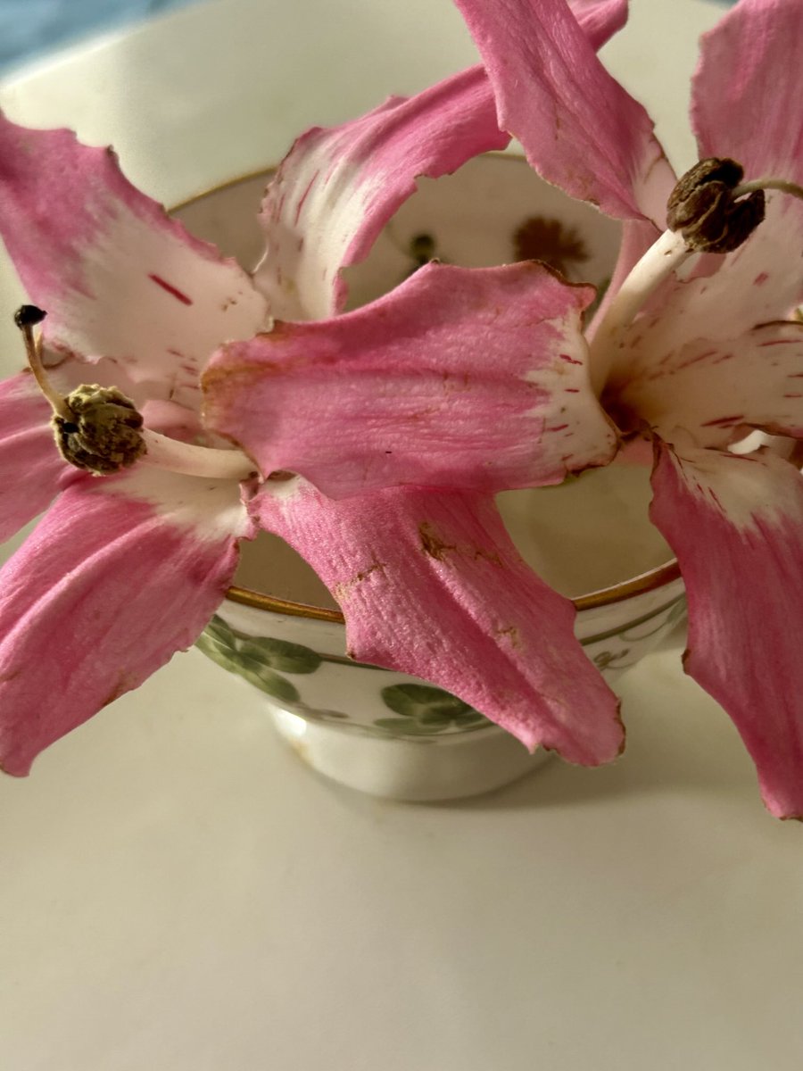 White Floss-silk Tree