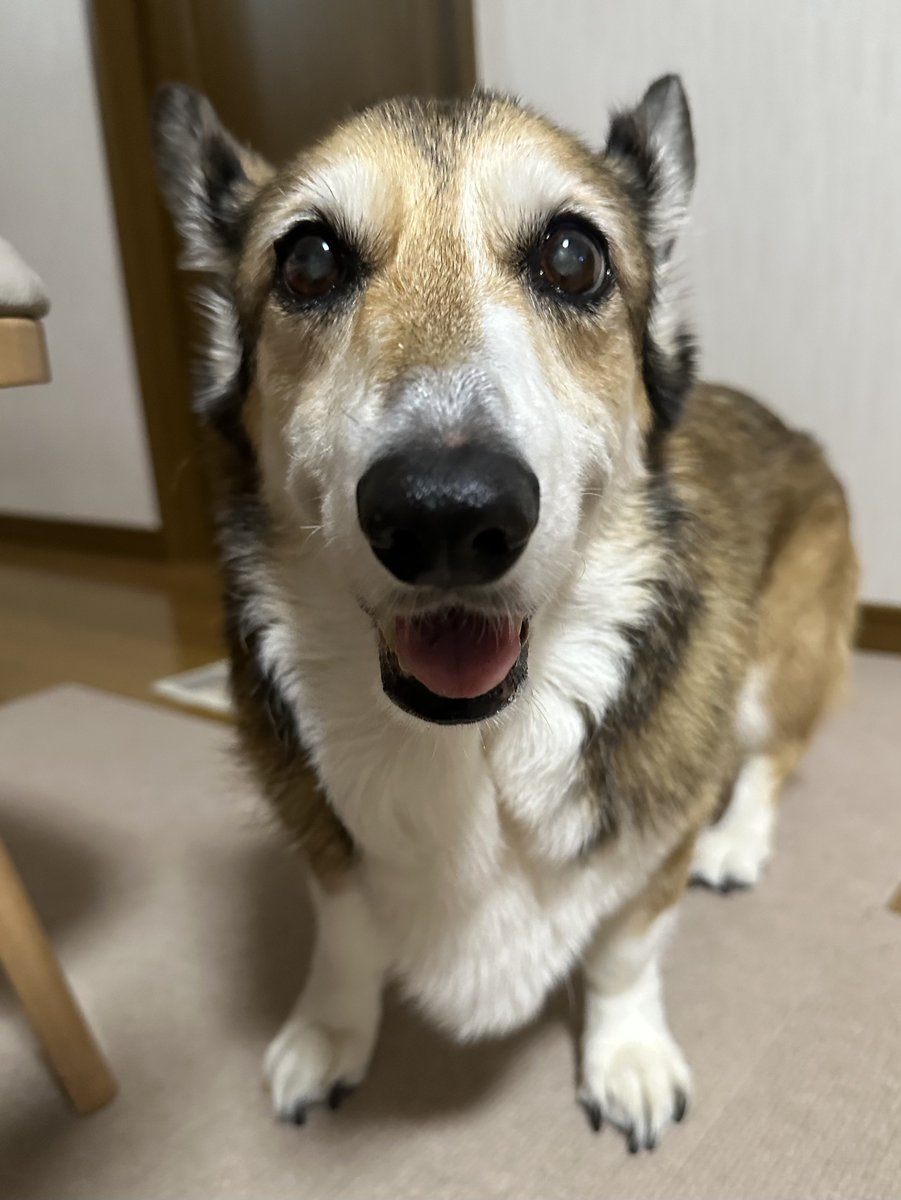 sz_code500's tweet image. ご報告
昨晩、私と奥さんが見守る中、静かに息を引き取りました。17歳と約8ヶ月でした。
いつもこの子の写真に、いいね/rpを頂いた方、観て頂いた方にこの場を借りてお礼を申し上げます。ありがとうございました。 #corgi
写真は2025/9/15