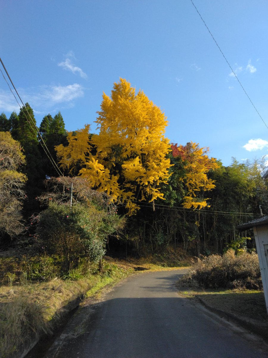 こんにちは、皆さん、お疲れ様です。 お日様眩しい熊本の片隅です