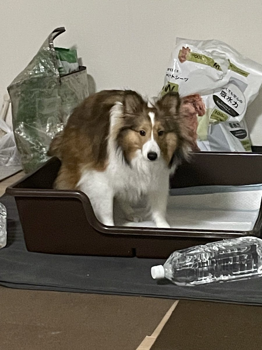 どすこいシェル美(仮名)
トイレの失敗、シェル美はクルクル回らず行ったらすぐシャーッとするので間に合わないことが多く、した後におやつで誘導してここでシーシーだよ〜ばかりだったけど、なんとか成功率は上がりました…他に気を取られてるとこのトイレでもはみ出るけど… #シェルティ #Sheltie