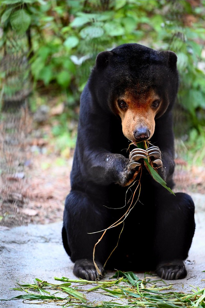 chizu_xiang (@kobuchizu0612) / Posts / X