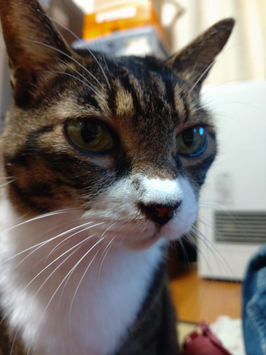 トモネコ (@tomoneko_2199) / Posts / X