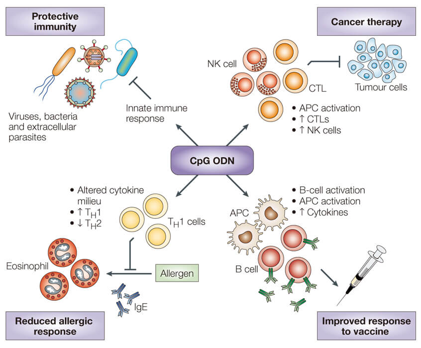 Creative Biogene boasts state-of-the-art equipment, advanced technologies, and highly skilled personnel dedicated to offering a comprehensive range of high-quality CpG ODN products, including type A, type B, and type C ODNs. creative-biogene.com/products/cpg-o…