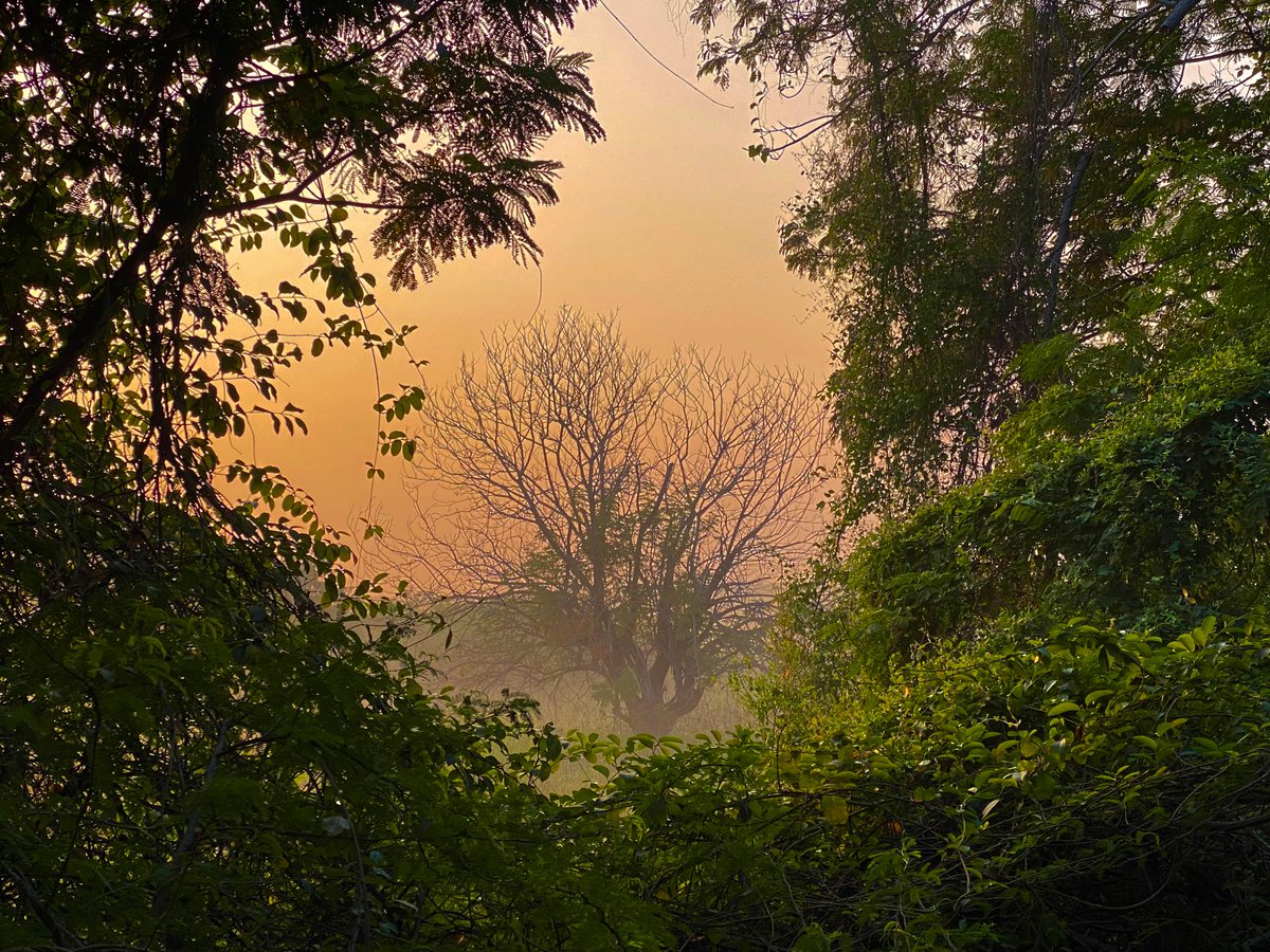 Today I walked 3.5 km and saw this magical sunrise