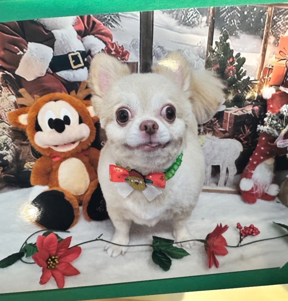 gizumo6kg's tweet image. 人喰ったことありそう
（トリミング終わりの、可愛く映るはずの写真）