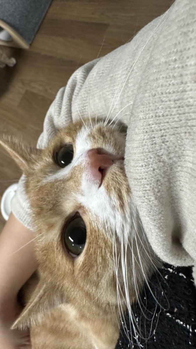 lee know as cats 🐱 tweet media