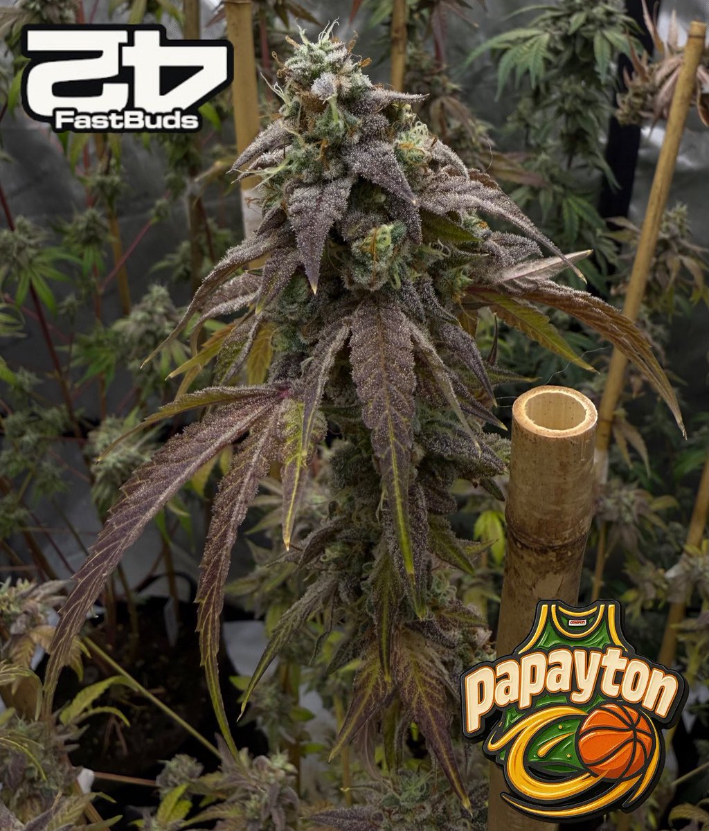 Papayton looking like she got dipped in grape syrup then rolled in diamonds 💎
Day 63 @is420somewhere 
<a href="/Fast_Buds/">Fast Buds</a> × <a href="/realgrowers/">Scotty Real</a> = stupid frost
realgrowers.com/cortez
#WeedPorn #FastBudsGenetics
