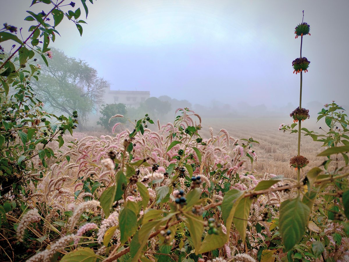 Everything is fine after a walk.