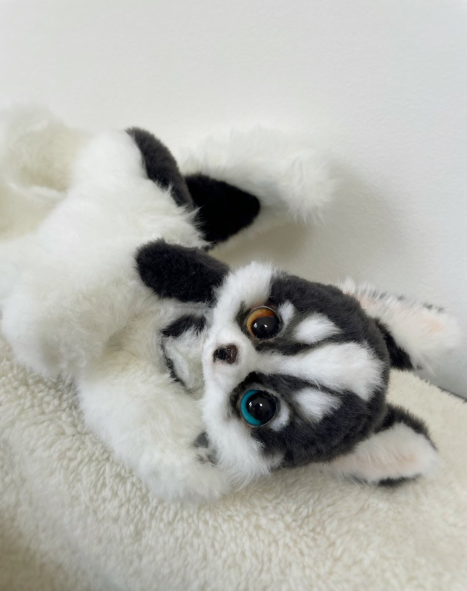 LArtDoll's tweet image. 学校ではクールな無口キャラを貫きたい🕶️✨ でもスマホの通知音にめっっちゃビビるタイプ💦 ドジなのにイケメンすぎてみんな好きになるやつ💙❄️✨ #ArtDoll
#Handmade #アートドール
#ぬいぐるみ　#ハスキー