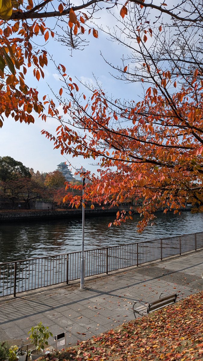 今日は夜勤あけで寄り道 大阪城の紅葉を見に行く 少し気分転換 #紅葉