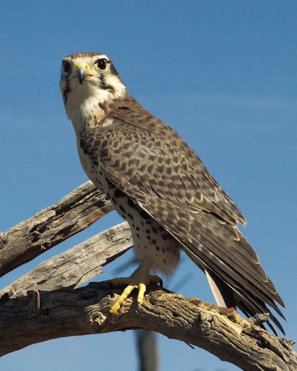 Prairie Falcon.