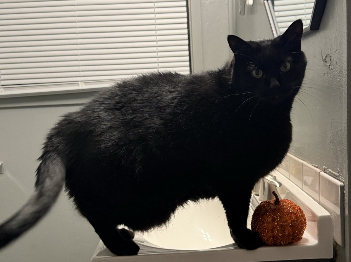 CelestiaLunaVT's tweet image. just another dose of some sweet baby boys for you~💕😻