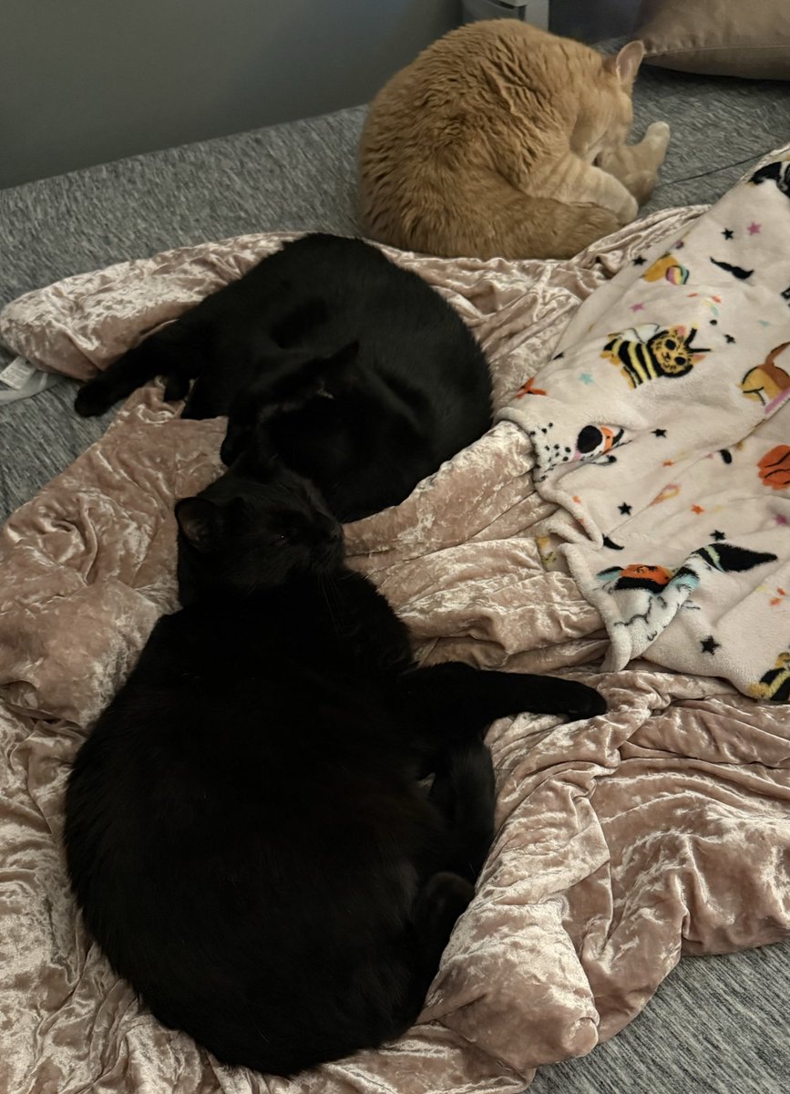 CelestiaLunaVT's tweet image. just another dose of some sweet baby boys for you~💕😻