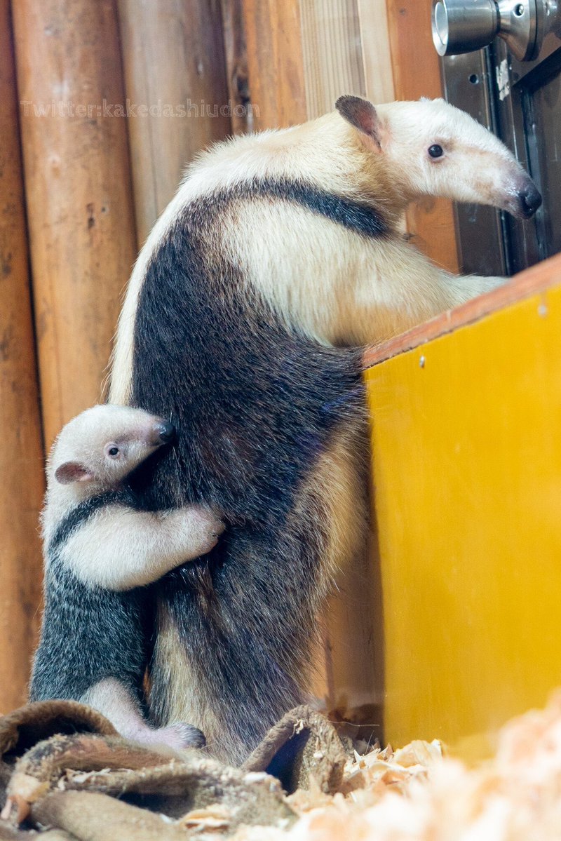 このはくんの誕生日なので、お母さんにしがみついてる赤ちゃん時代のこのはくん再掲

📷20220109 #神戸どうぶつ王国 #ミナミコアリクイ