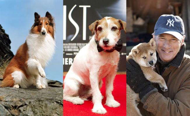 Los mejores animales actores que hemos viste en el cine
horizontes365.com/single-post.ph…