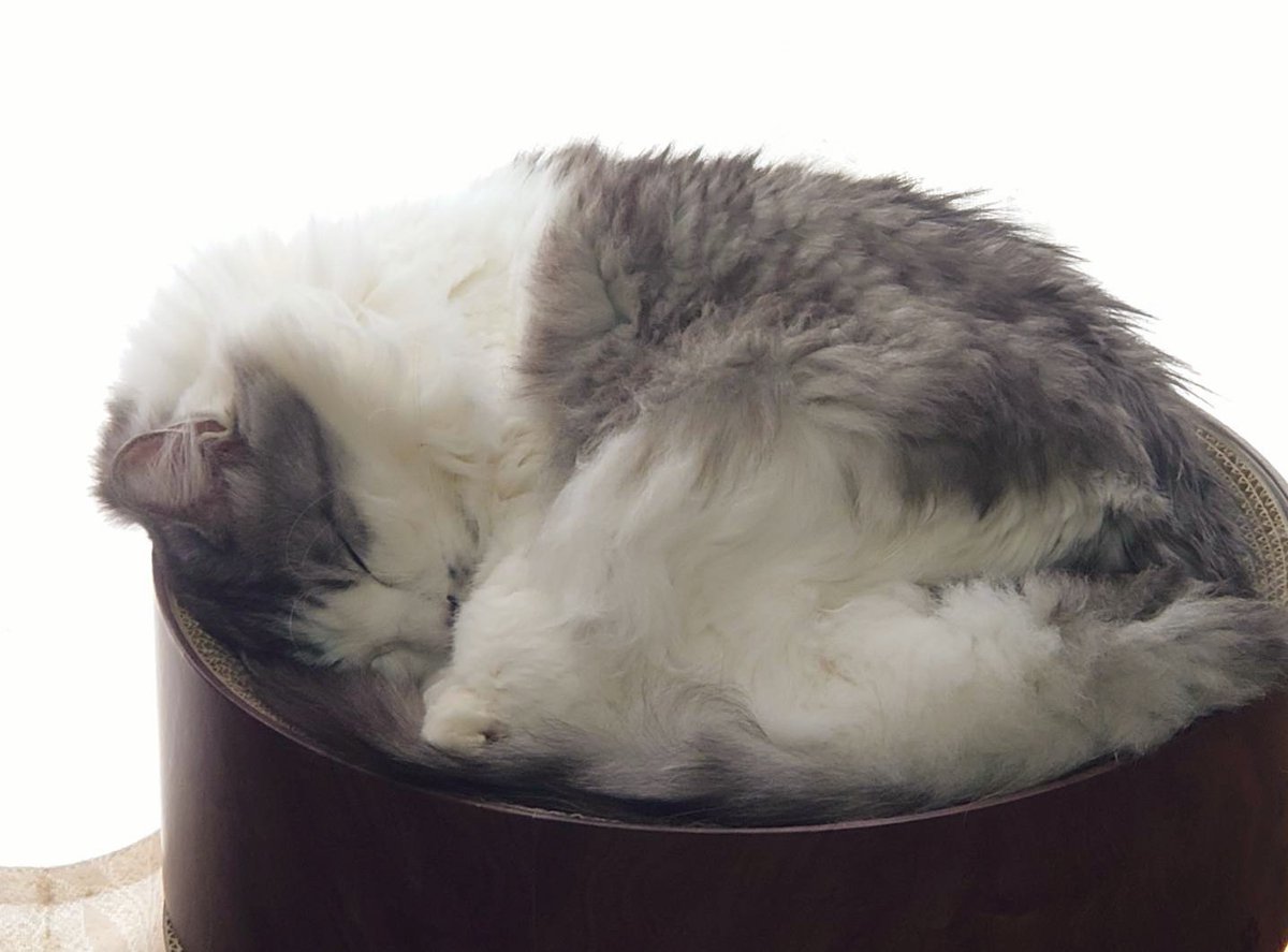 可愛い猫達 明日2月22日は猫の日！ バンダイからかわいい猫たちが登場！ | NEWSCAST