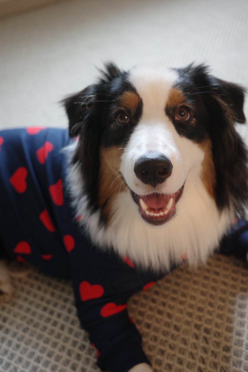 とんすけちゃん あそんで！/とんすけ|【ぬいぐるみのセキグチ】メーカー公式通販