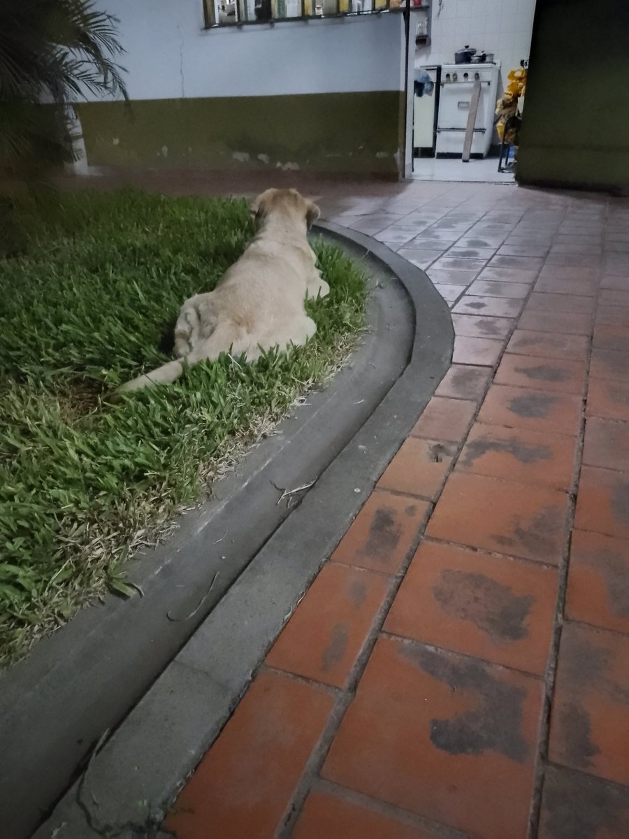Llegó el día que no quería que llegue, fueron 4 meses peleando contra lo inevitable; ya estás descansando y estoy tranquila que lo dimos todo. Te vamos a extrañar mucho, fuiste el último regalo de papá a su nieto; nos alegraste  12 años. ❤️❤️😭😭