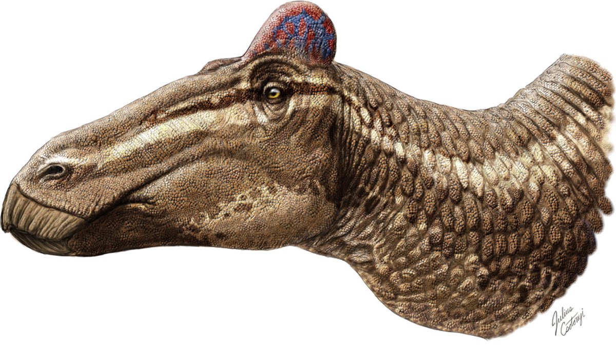 2014年の記載論文OA cell.com/current-biolog… 
再記載論文OA anatomypubs.onlinelibrary.wiley.com/doi/10.1002/ar… 
図版は左のモノクロが再記載論文の復元図、右のカラーは2014年記載論文の復元図