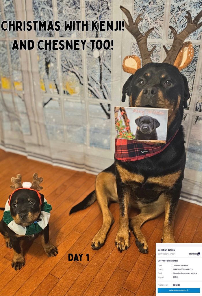 servicerotties's tweet photo. It's day 1 of the #ChristmasWithKenji (and Chesnyy too!) Charity Advent Countdown. 🎁 Each day we will highlight a special charity organization, and make a small donation to them. Today we want to tell you about a very special organization called Parachute for Pets. 🐶🐯
This organization is dedicated to helping vulnerable people and their pets stay together by helping to remove barriers and providing resources. They have a pet food bank, and a pet supply thrift shop, but what really hit home with me was their Safekeeping program. 
This program provides emergency care for pets while their people are experiencing challenges and can't provide that care. This might be a medical emergency, domestic violence, or even houselessness. I've faced major medical challenges and have been blessed that I've had individuals I've been able to trust to care for my dogs. Not everyone is so fortunate. I hate to think of someone in a domestic violence situation not being able to leave because they have nowhere to take their pet, or equally as hard, having to surrender a pet to be able to escape violence. 
Parachute for Pets also provides 24/7 emergency support to first responders, outreach teams, or community services that encounter pets in crisis, and ensure that emergency transport, safekeeping, and supplies are available. ♥️
If you'd like to learn more, make a donation, or if you're in Calgary or Edmonton and interested in volunteering, please visit https://t.co/wg1k18XO5l or https://t.co/p2ezt2kKJf for their Edmonton chapter.  You can also check out their X account @ParachutesP

We aren't able to make large donations to these organizations. I put aside a few dollars every month to go towards this holiday project, but I hope by raising some awareness, others might help. This is why, as much as we ♥️ receiving your Christmas cards, we don't send any out. We put the funds to organizations like this. In past years followers have chipped in and we have ended up being able to donate over $1500 over the holiday season! 
If you'd like to chip in, either send a PayPal or e-transfer to kuno@servicerotties.com and please put Charity Advent in the comments or memo. I post the receipts so everyone can see where funds go. Please don't feel obligated though. But if you can, share these posts to help these great organization get some extra support, as well as to help connect those who might need their help with them. 

Thank you and Merry Christmas! 🎄
Team Servicerottie