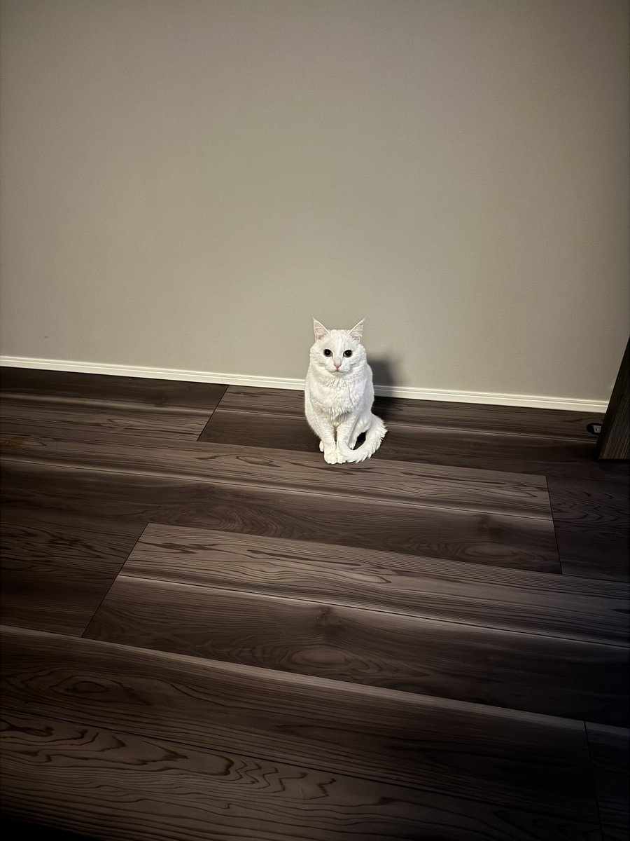 ハク様 (@hakusama0906) / Posts / X