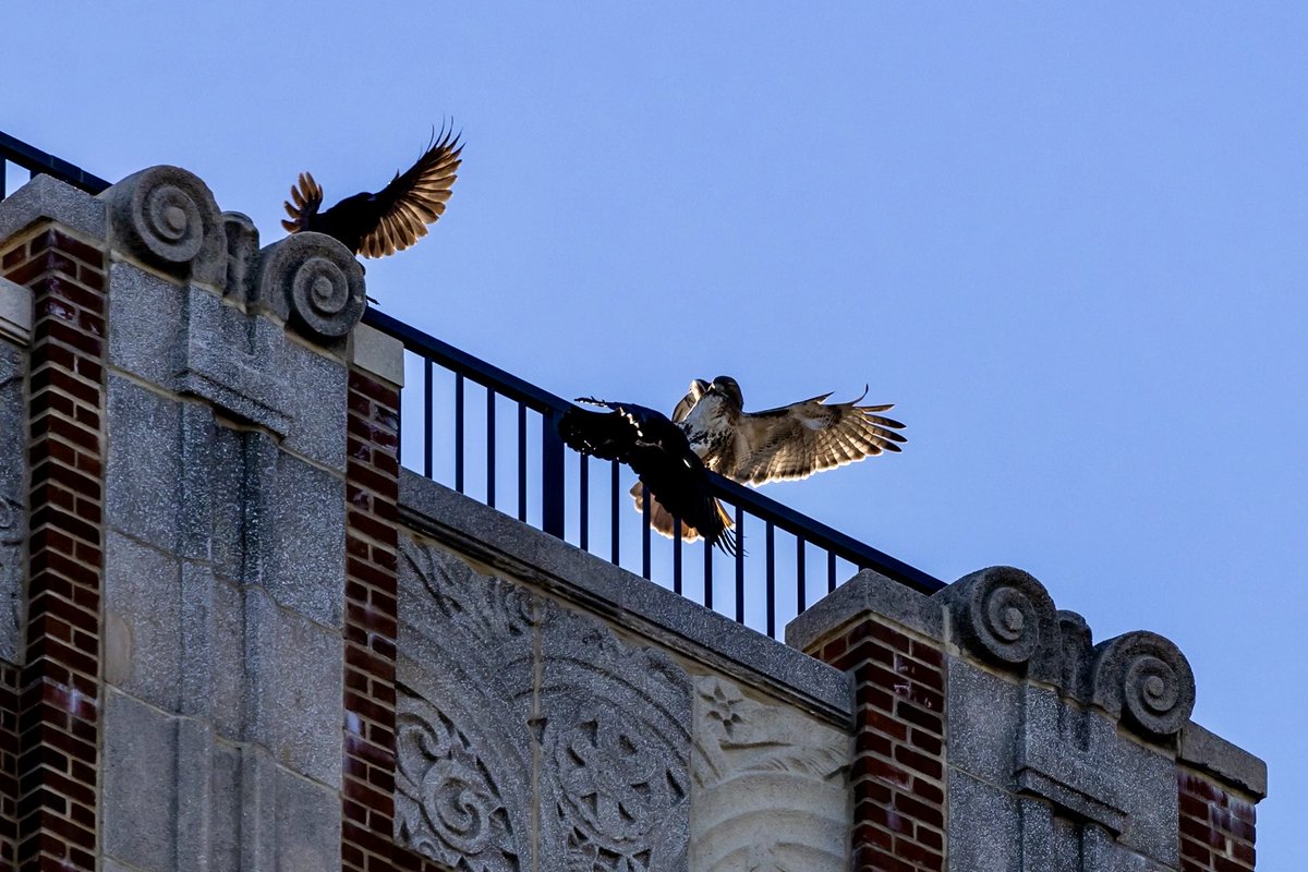 ValerieBlock's tweet image. Melee above Carl Schurz Park Sunday #birdcpp