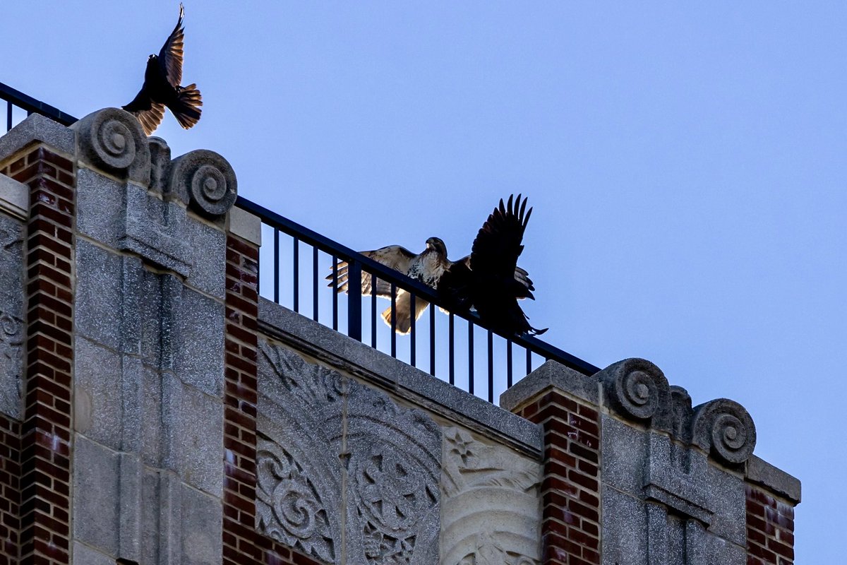 ValerieBlock's tweet image. Melee above Carl Schurz Park Sunday #birdcpp