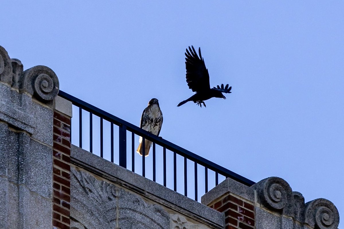 ValerieBlock's tweet image. Melee above Carl Schurz Park Sunday #birdcpp