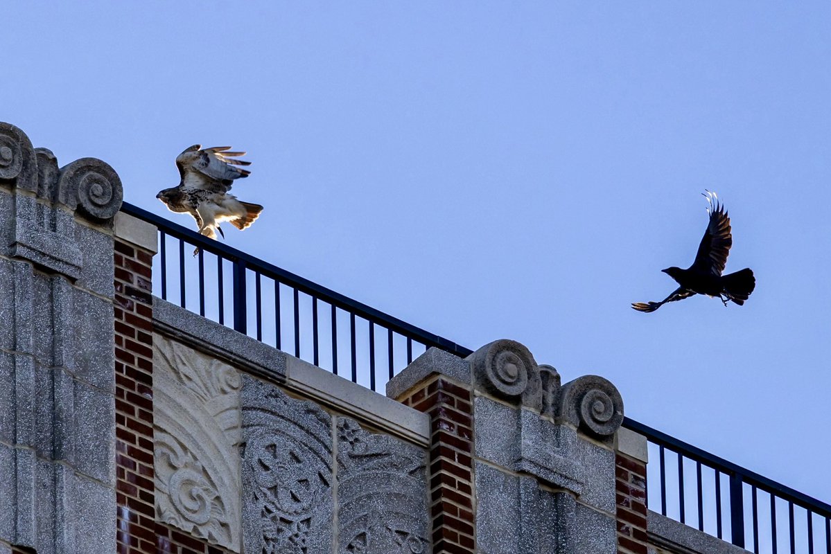 Melee above Carl Schurz Park Sunday #birdcpp