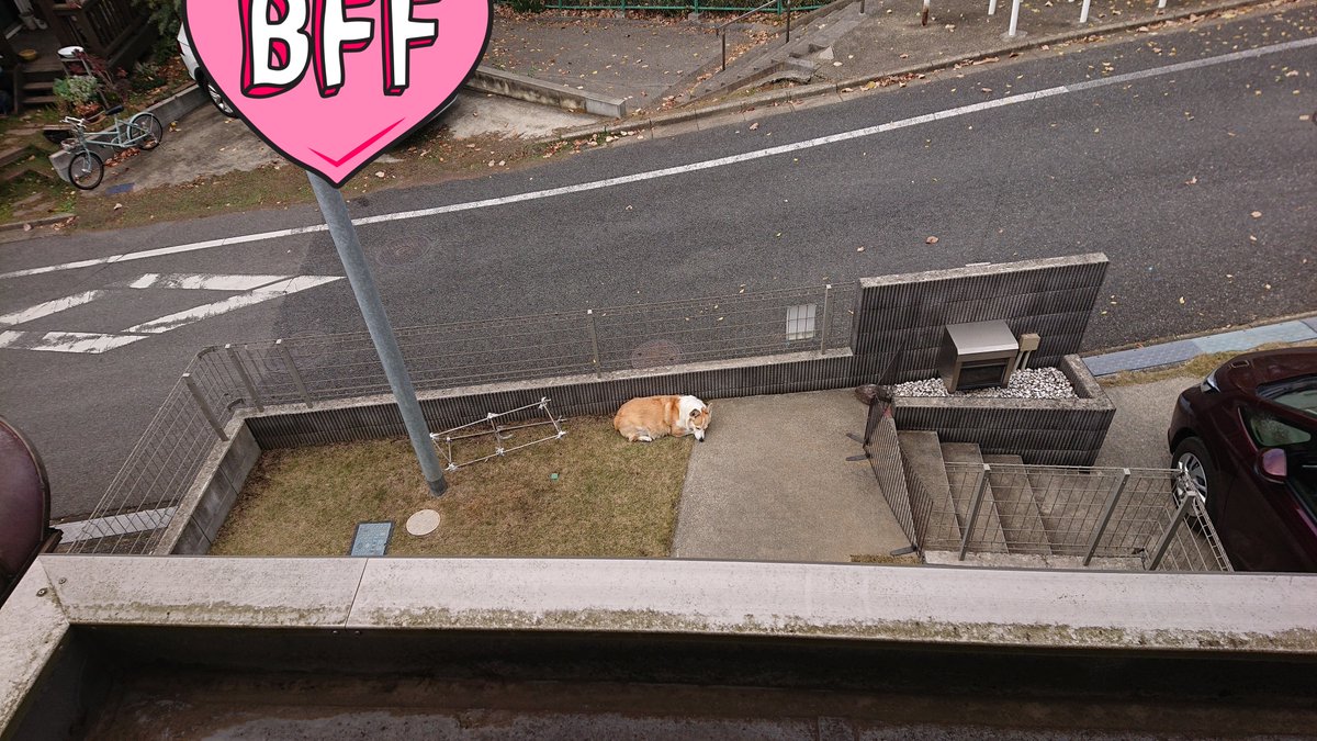 kaiba_chiri's tweet image. そこでそんなふうに縮こまってるならお家に入れば良くない？？(100万回言っても入らない)
#コーギー #corgi #コーギーのいる暮らし #犬のいる暮らし #犬のいる幸せ