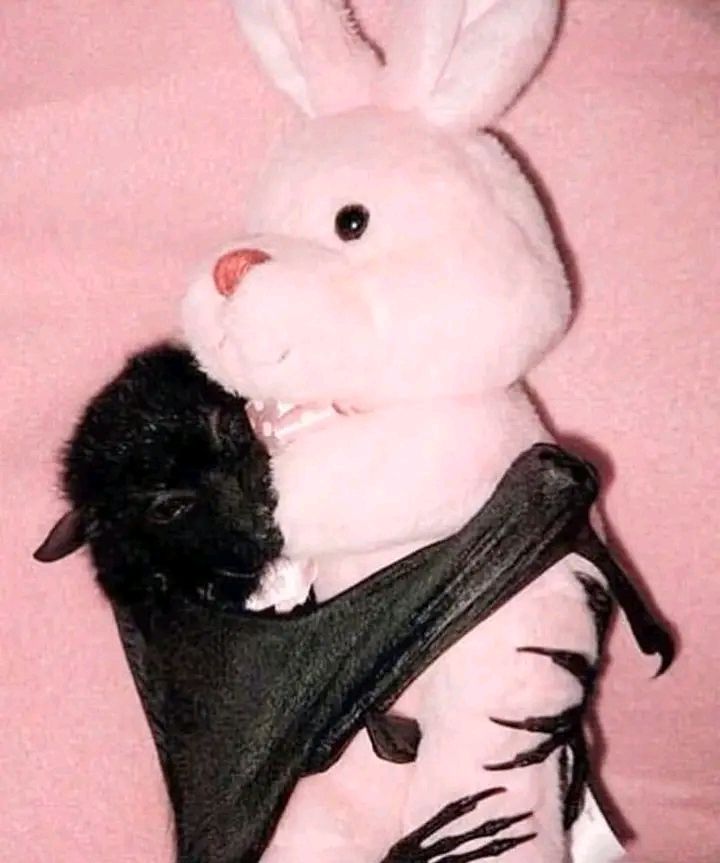 . ₊ ⊹ᴘʟᴀɴᴇᴛꜱ . ₊˖ . ₊ tweet media