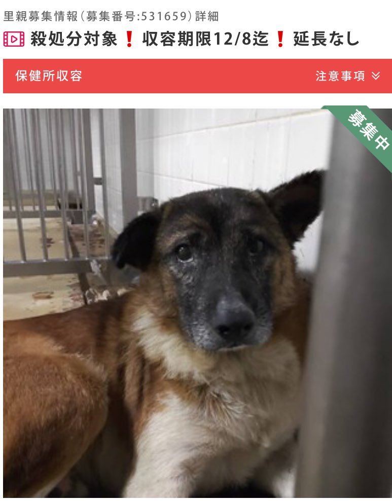 hgwj2WODcjLjHal's tweet image. 🆘殺処分対象❗️収容期限12/8迄❗️延長なし🆘#拡散希望 #里親募集
山口県周南健康福祉センター
管理番号186
 5歳位?あまり若くはない男の子
18kg位?
人馴れはこれから
ゆっくり向き合って下さい
外飼い不可
温かいお家の子として幸せな犬生を🙏
⚠️センターへは里親希望以外☎️❌
pet-home.jp/dogs/yamaguchi…
