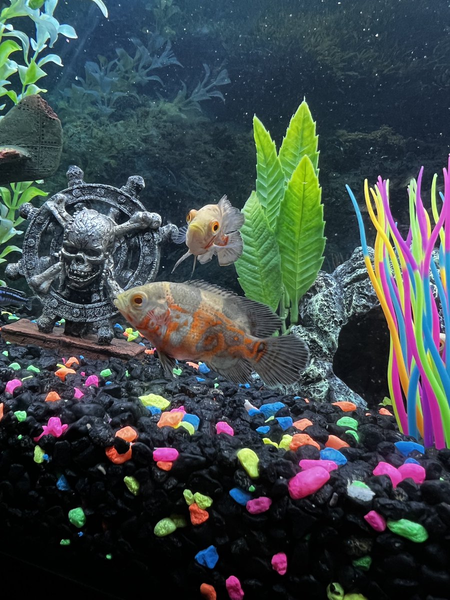 I fuggin love fish tanks bro. 

Never had Oscar’s and Chiclids before. As much as I like the colors of the Oscar’s I probably won’t ever get them again. These bros are mean as hell.
