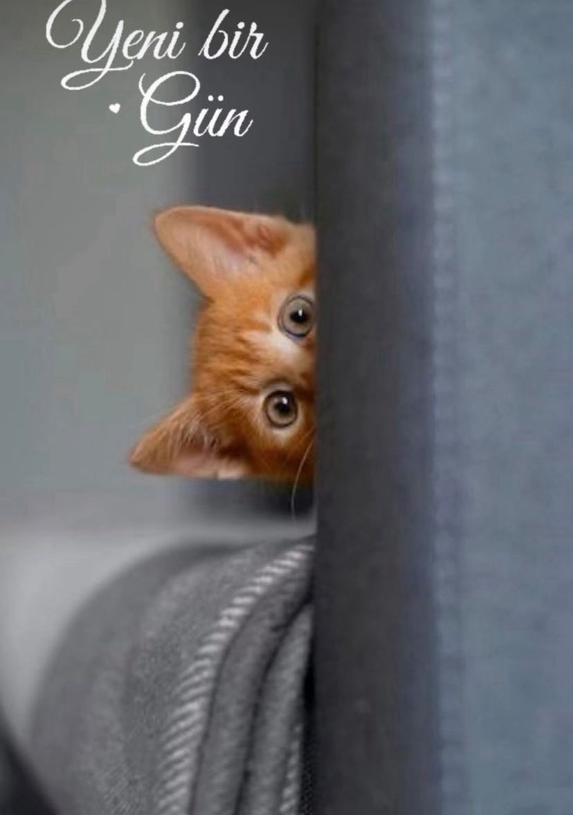 Bir selam...
Bir gülümseme..
Bir günaydınla..Canlanır hayat...

Selam veren herkese  Günaydınnn 🙏🤗
Mutlu sabahlar ☀️🌙🫶

#salı
#günaydın 
#Erkencitayfa