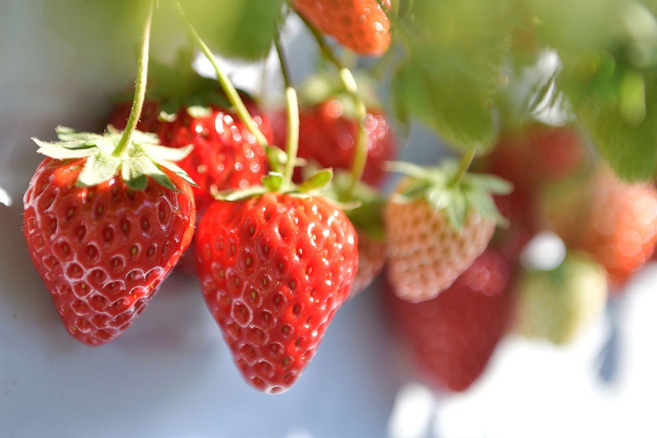 いちご ⑩✖︎2 定番から珍しい品種まで豊富な品ぞろえイチゴ苗 | 種（タネ）,球根,苗