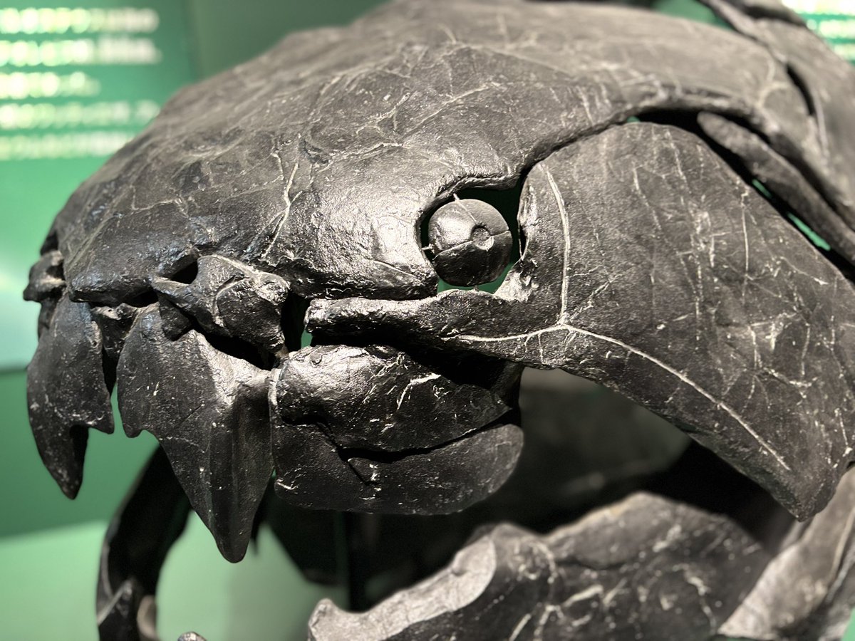 ジンベエー (@NZSjIFiJi8eDWdD) / Posts / X