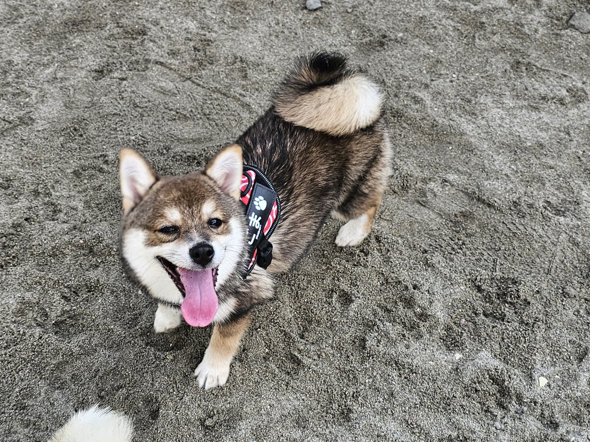 無事に飼い主さんに保護されました✨泥だらけになって飼い主さんの目の前に現れたそうです。フレスポで保護されました。皆様にご尽力いただき、本当にありがとうございました🙇
#豆柴　#豆柴胡麻毛　#迷子犬　#保護されました　#鹿児島ふれあいスポーツランド
#ありがとうございました
#薩摩日登美犬舎