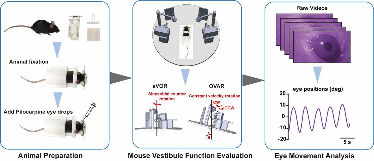 bioprotocolbyte's tweet image. Mouse Vestibulo-Ocular Reflex Testing for Otolith Organs and Horizontal Semicircular Canal:bio-protocol.org/en/bpdetail?id…

Work by Tong Zhao etal. at Southern University of Science and Technology and Jinxuan Liu at Giant Technologies Co.

#LifeSciences #Reproducibility #Neuroscience