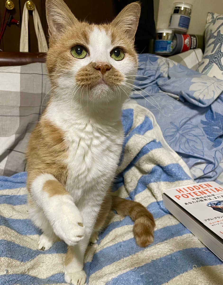 え？
握手ですかニャ？