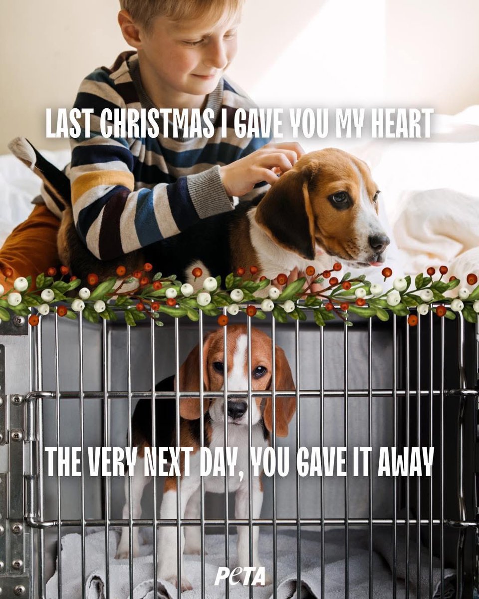 domdyer70's tweet image. Christmas isn’t a reason to buy an animal. Every year, “gifted” dogs, cats, and rabbits end up in shelters once the novelty fades. Animals are family, not presents

If you’re ready for a lifelong commitment, adopt thoughtfully - never on impulse.