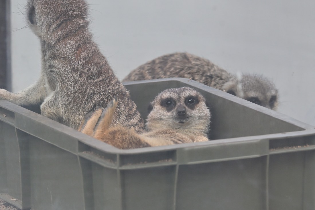 ミーアキャット　4枚 今日の妹ミーアのオンとオフ。 #ミーアキャット #井の頭自然文化園