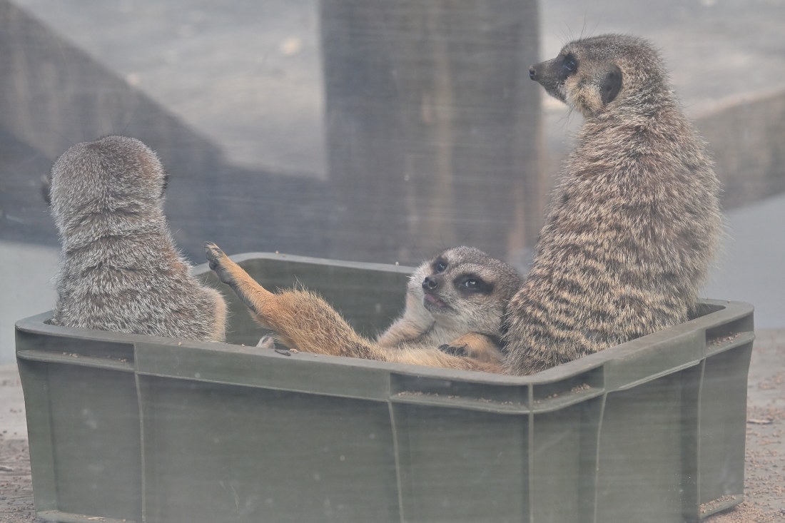 今日の妹ミーアのオンとオフ。 #ミーアキャット #井の頭自然文化園