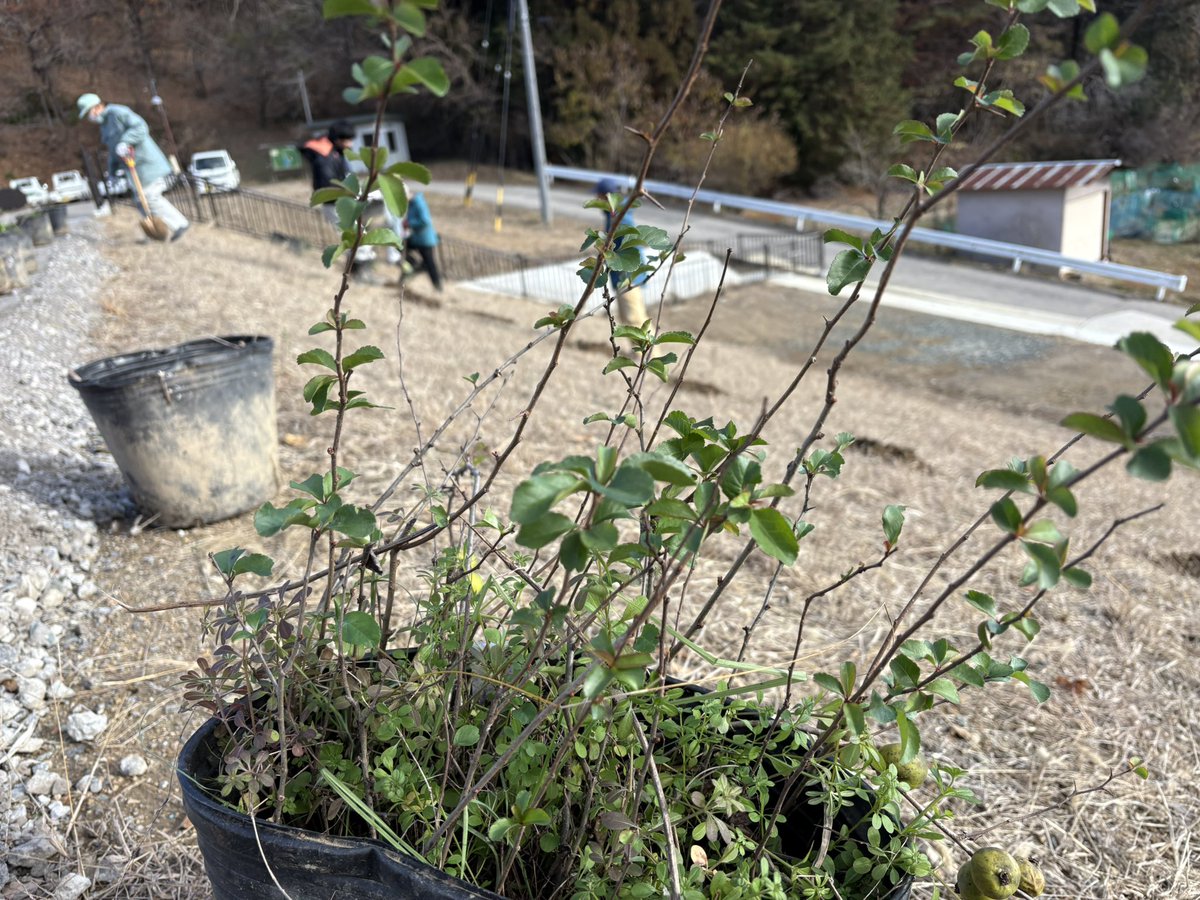 hanakensns's tweet photo. 先週の土曜日は池の堰堤で希少種の埋め戻しを行いました！元気に育ってね！ https://t.co/Ir9855lWZI