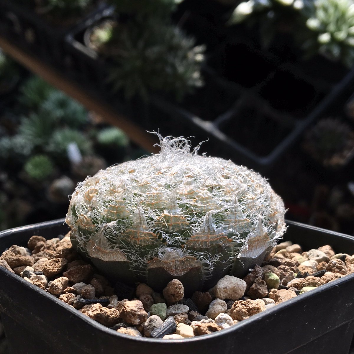 キネ@CrystalPlants (@crystalplants23) / Posts / X