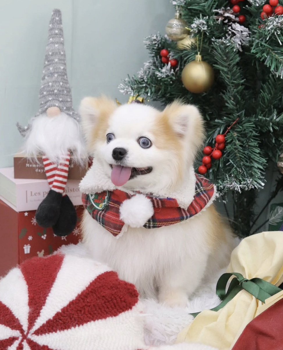 SBoowoo's tweet photo. 先日のお手入れの時、クリスマスのお写真撮ったって!🎄
シー、楽しんでいるお顔でなにより☺
お衣装、シー好みの赤のチェックで良かったね🧑🎄
いつも素晴らしいお写真ありがとうございます!!
#miracleplus
#保護犬カフェ西八王子卒業生 https://t.co/NlaNonFgg0