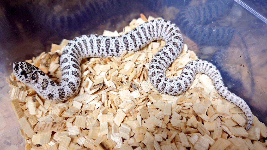 そろそろ来年のブリーディングプランを考えながらクーリング〜
の時期なんだけどなぁ何だかなぁ🫠
#シシバナ
#セイブシシバナヘビ