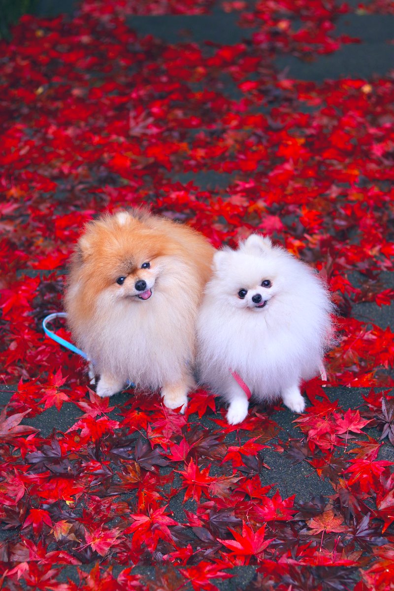 あ～ かわいい・・・